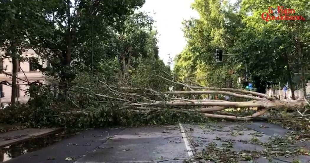 Violento nubifragio a Milano, a Casoretto auto schiacciate dagli alberi. E in viale Romagna i tronchi sradicati bloccano il filobus – Video