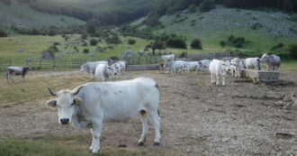 Copertina di Pulina: gli allevamenti animali servono, ma vanno resi sostenibili