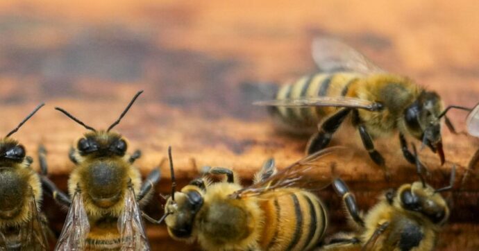 Assalito da uno sciame di api su un set cinematografico di Roma: è grave un giovane appassionato di apicultura