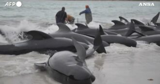 Copertina di Branco di cetacei si arena sulle coste dell’Australia: morte oltre 50 balene pilota. Le autorità: “Ottimisti sugli esemplari sopravvissuti”