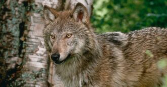 Copertina di Trentino, non solo orsi: Fugatti firma l’ordinanza per abbattere due lupi. È il primo caso in Italia