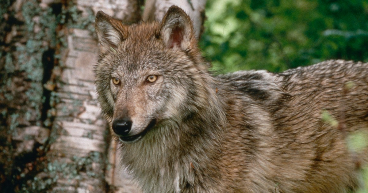 Il Consiglio Stato sospende l'ordinanza di abbattimento dei due lupi in  Trentino. Plauso degli animalisti, il presidente Fugatti: Si è perso il  senso della realtà - La Stampa