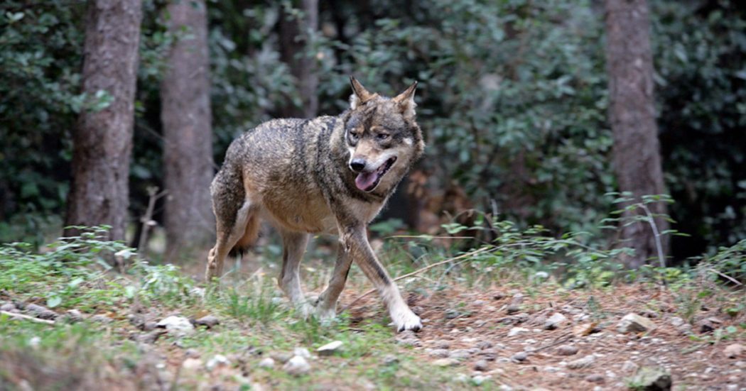 Un lupo gira tra le case di Venturina: “Sono spariti diversi gatti”. L’animale è stato ripreso dalla fototrappola di un’abitazione
