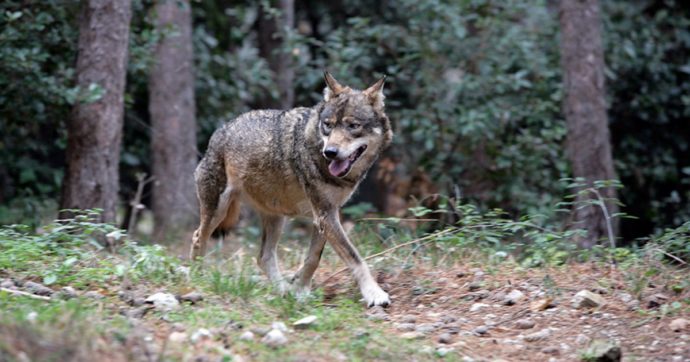 Trento, il Tar autorizza il “decreto ammazza lupi” di Fugatti: respinto il ricorso degli animalisti. “Misura proporzionata”