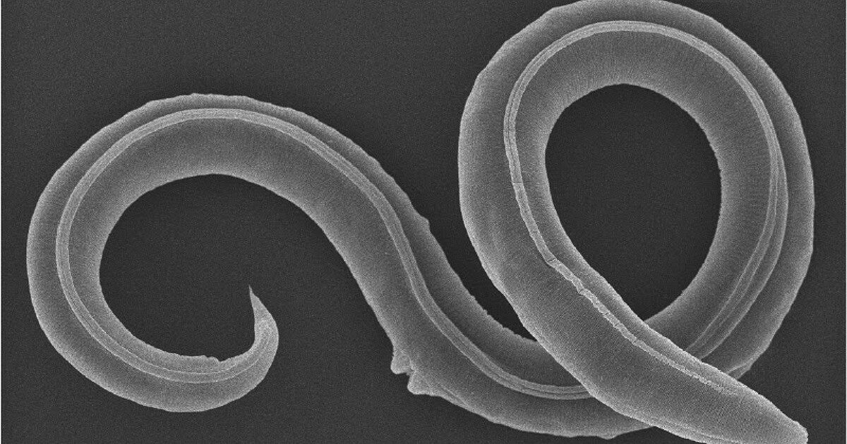 “Chissà da quanti giorni beviamo la cioccolata con le larve dentro”: la scoperta choc degli studenti di un liceo di Venezia, intervengono i Nas