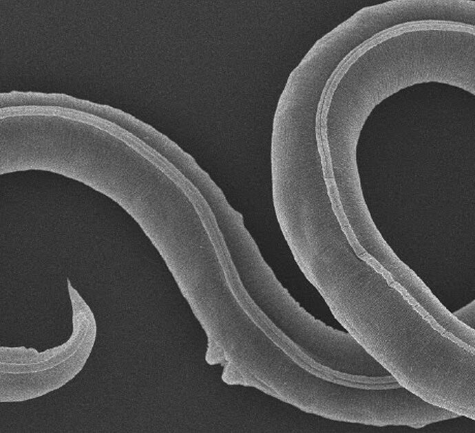 “Chissà da quanti giorni beviamo la cioccolata con le larve dentro”: la scoperta choc degli studenti di un liceo di Venezia, intervengono i Nas