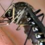 Copertina di Chikungunya, caso confermato in provincia di Piacenza. Il paziente non aveva viaggiato