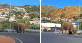 Copertina di Elefante scappa dal circo e si aggira per la città avvicinandosi al supermercato: “Va a fare la spesa” – VIDEO