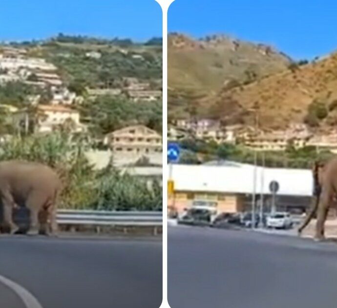 Elefante scappa dal circo e si aggira per la città avvicinandosi al supermercato: “Va a fare la spesa” – VIDEO