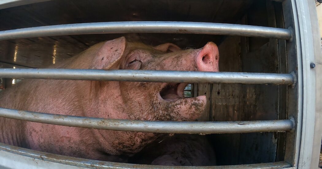“Lasciati senza cibo e acqua”: venti maiali trovati morti su camion arrivato dall’Ungheria