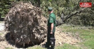 Nubifragio Milano, le tristi immagini del giardino Montanelli trasformato in un cimitero di alberi: “Ne sono caduti 300, alcuni sono secolari”