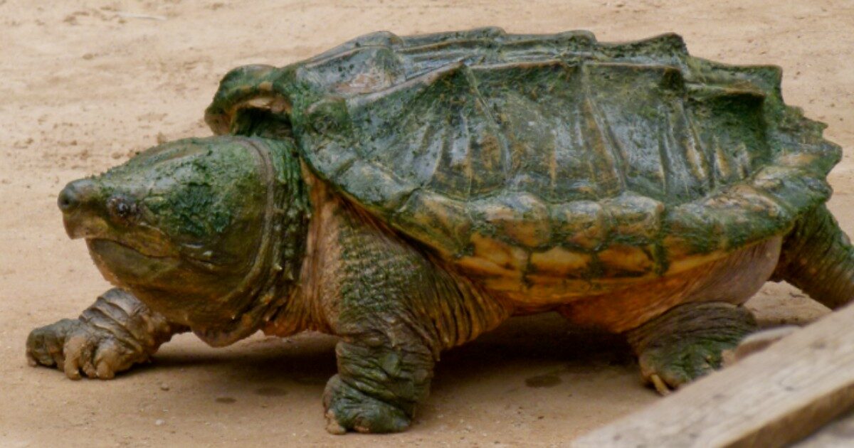 Tartaruga alligatore trovata abbandonata vicino a un parco per bambini: ha il morso più potente di un leone