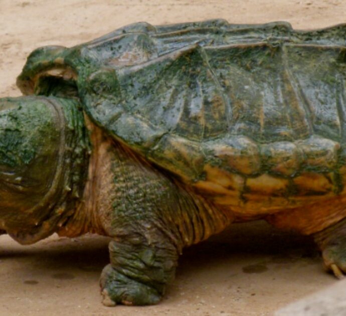 Tartaruga alligatore trovata abbandonata vicino a un parco per bambini: ha il morso più potente di un leone