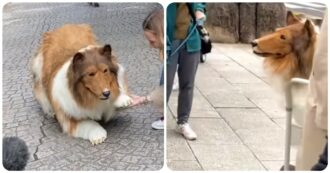 Copertina di Spende 13mila euro per trasformarsi in cane e fa la sua prima passeggiata a quattro zampe in mezzo a quelli veri: “Non lo dico agli amici, ho paura pensino che sono strano”