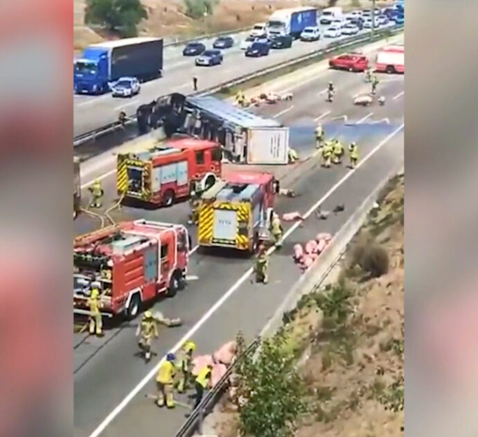 Camion carico di maiali si ribalta sull’autostrada vicino a Barcellona: il video degli animali lungo la carreggiata