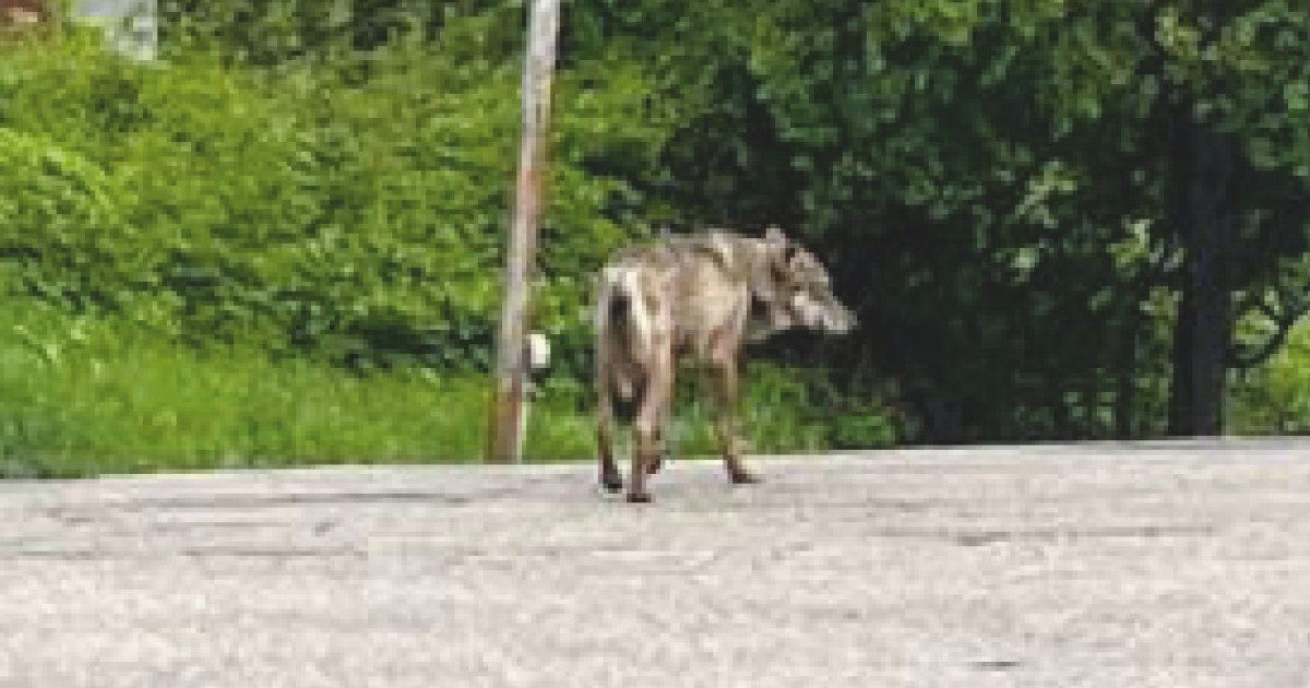 Lupo tra i mercatini di Valdobbiadene: “Era impaurito e disorientato”. E i passanti lo filmano