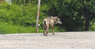 Copertina di Lupo tra i mercatini di Valdobbiadene: “Era impaurito e disorientato”. E i passanti lo filmano