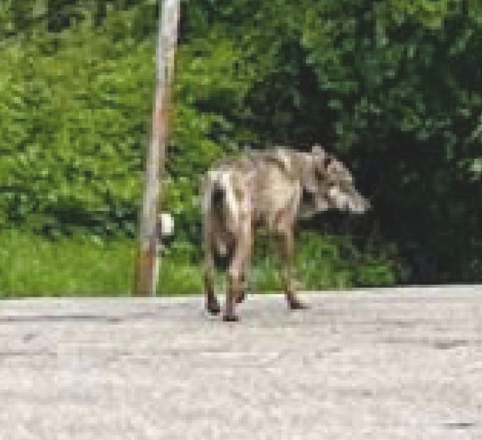 Lupo tra i mercatini di Valdobbiadene: “Era impaurito e disorientato”. E i passanti lo filmano