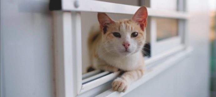 Assisi, la cat-sitter non le ridà il gatto: denuncia alla polizia