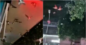 Copertina di Cina, il volo degli uccelli spaventati dopo la scossa di terremoto che ha colpito la provincia di Shandong