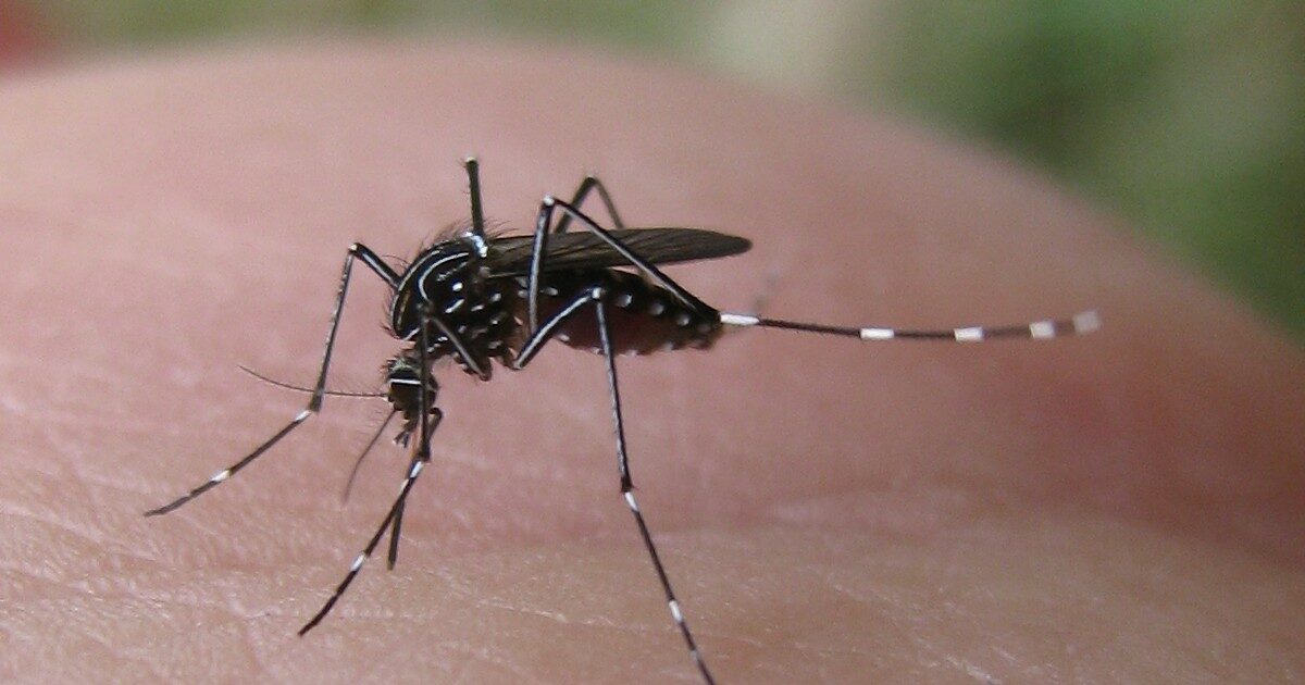 West Nile, 35 nuovi casi e due decessi in una settimana. Sono 13 i morti da inizio maggio