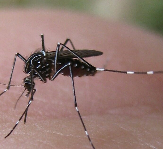 “Anche l’ultima fortezza è caduta”: avvistate per la prima volta delle zanzare in Islanda, ora resta un solo luogo al mondo incontaminato