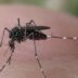 Copertina di West Nile, verifiche su altri due pazienti nel Lazio. L’Iss e i casi casi anche Piemonte, Emilia e Veneto: “Il virus circola”