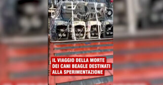 Copertina di Celle anguste, niente cibo né acqua: il viaggio di sofferenza dei cuccioli di beagle destinati alla sperimentazione in Italia. Il video in esclusiva