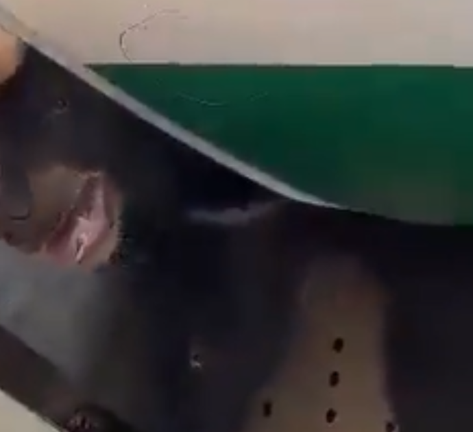 Orso scappa dalla gabbia nella stiva dell’aereo: caos sul volo per Dubai