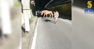 Copertina di Due cavalli e un asino vagano sulla statale della Val Trebbia: messi in salvo dall’Anas – Video