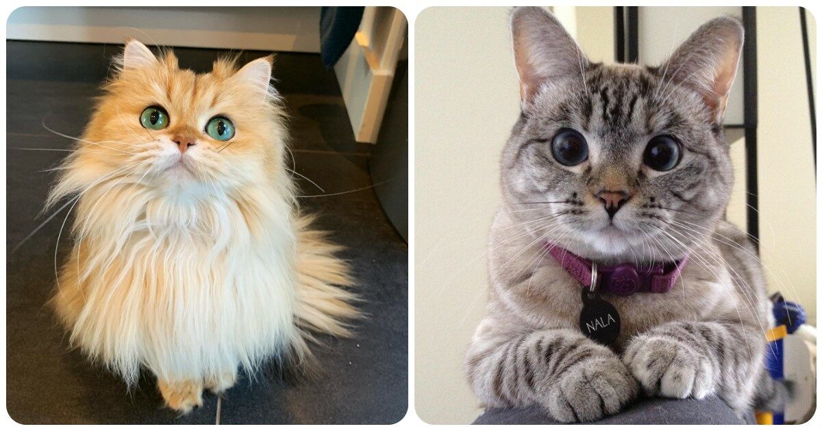 8 agosto, Festa Internazionale del Gatto: perché si celebra e quali sono i ‘mici influencer’ da seguire