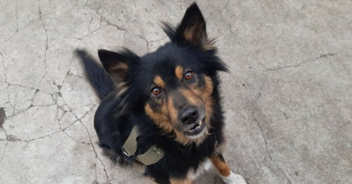 Perde la famiglia sotto le bombe di Mariupol e resiste per 49 giorni: la missione per portare la cagnolina Marta dalla padroncina a Milano