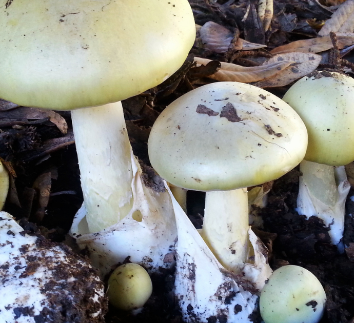 Invita a pranzo i parenti e cucina funghi velenosi: 3 morti ma lei “inspiegabilmente” si salva