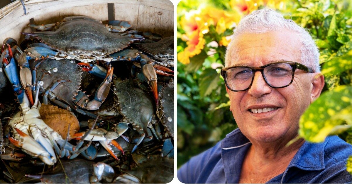 Guerra al granchio blu, chef Corelli: “Risotto, pizza e cheesecake. Così il terrore del mare diventa prodotto di punta della cucina”