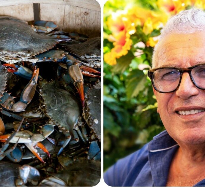 Guerra al granchio blu, chef Corelli: “Risotto, pizza e cheesecake. Così il terrore del mare diventa prodotto di punta della cucina”