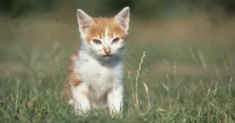 Copertina di Cipro, strage di gatti a causa del Coronavirus felino: pillole anti-Covid distribuite ai veterinari