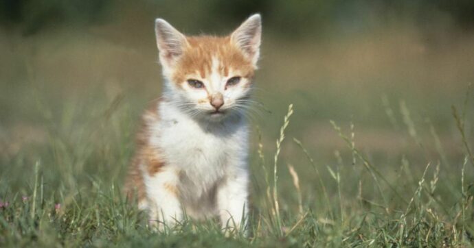 Cipro, strage di gatti a causa del Coronavirus felino: pillole anti-Covid distribuite ai veterinari