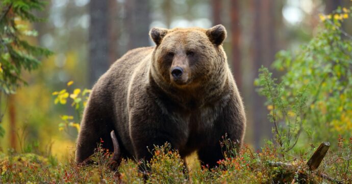 Imprenditore tedesco arrestato in Alto Adige: “Ha ucciso un orso in Romania, va estradato”. Lui: “Non sapevo neanche del procedimento”