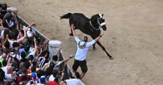 Copertina di Palio di Siena, vince l’Oca con il cavallo senza fantino. Cadute e tensioni: due animali feriti