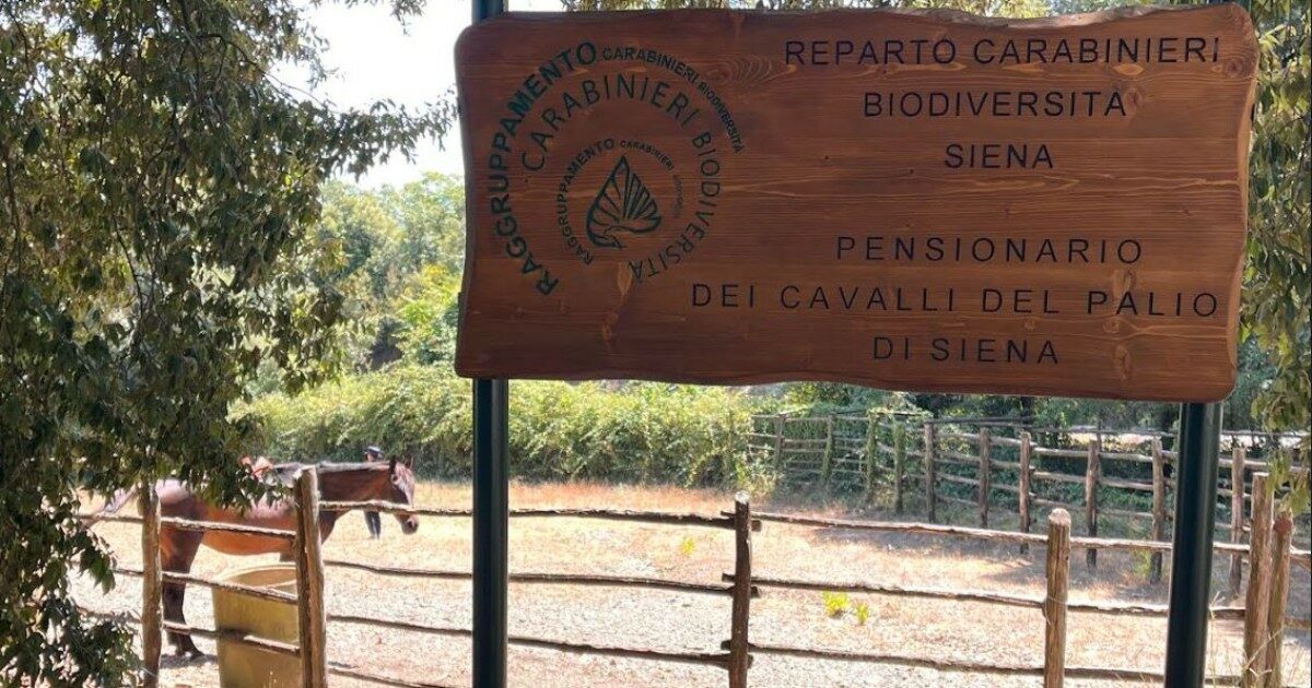 Siena è pronta per il Palio dell’Assunta: il caso unico del Pensionario di Radicondoli, dove continua la vita dei cavalli
