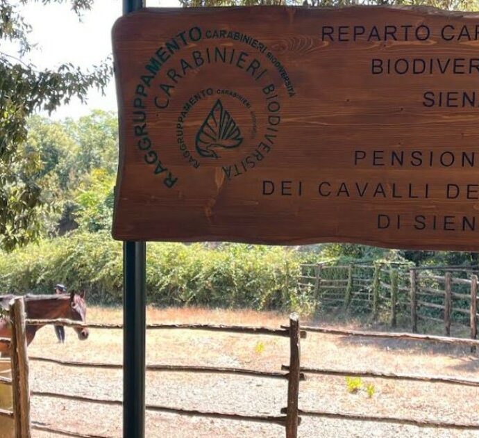 Siena è pronta per il Palio dell’Assunta: il caso unico del Pensionario di Radicondoli, dove continua la vita dei cavalli