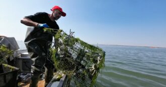 Copertina di Il granchio blu invade il Delta del Po, l’allarme dei pescatori: “Il nostro futuro è spacciato, la produzione di vongole sarà azzerata”