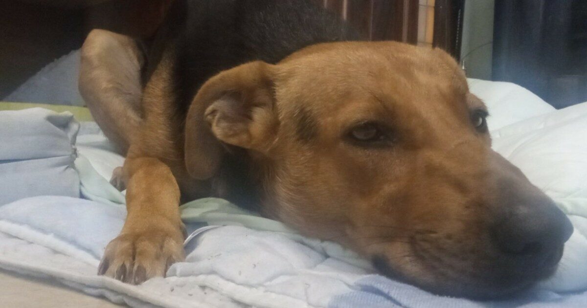 Ragazzini picchiano e accoltellano il cane Max, un cucciolo di un anno che “aveva tentato di giocare con loro”