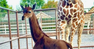 Copertina di È nata una giraffa senza macchie. Lo zoo fa sapere: “È l’unica al mondo”
