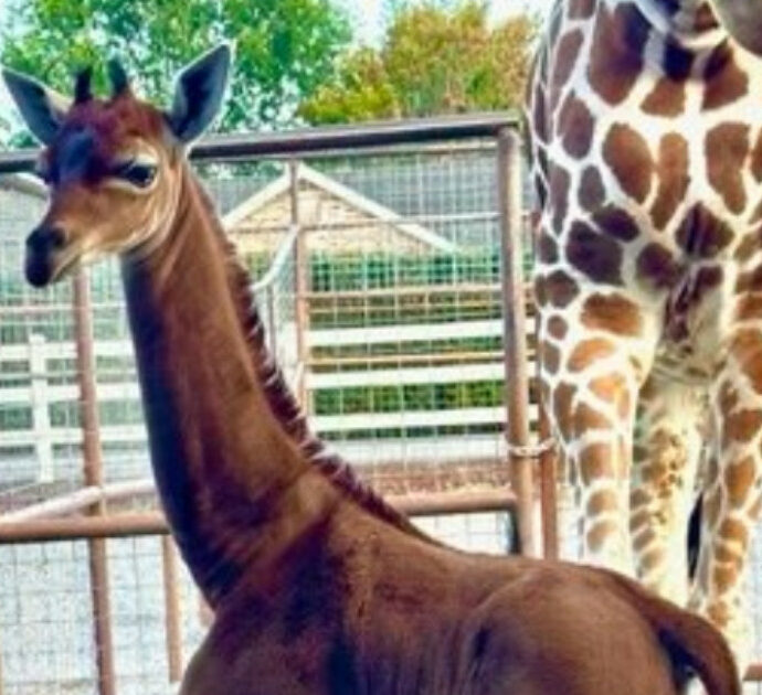 È nata una giraffa senza macchie. Lo zoo fa sapere: “È l’unica al mondo”