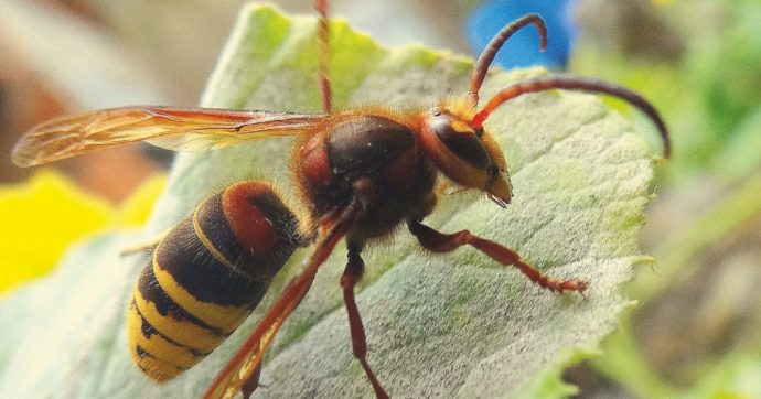 Punto da un calabrone, perde la vita a 8 anni