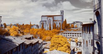 Copertina di Le mini-foreste “Miyawaki”, così cittadine così salutari: ecco come crearle