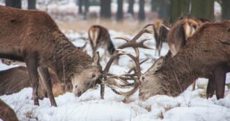 Copertina di Il piacere secondo gli animali: altro che riprodursi, si divertono più di noi
