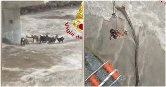 Copertina di Piemonte, il torrente Strona si ingrossa, una quindicina tra capre e pecore sorprese dalla piena: imbracate e salvate (video)