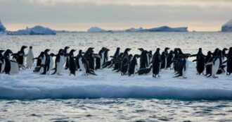 Copertina di Pinguini imperatore a rischio: in Antartide il ghiaccio si scioglie prima che i pulcini crescano abbastanza da poter nuotare
